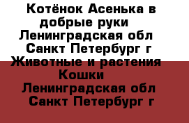 Котёнок Асенька в добрые руки! - Ленинградская обл., Санкт-Петербург г. Животные и растения » Кошки   . Ленинградская обл.,Санкт-Петербург г.